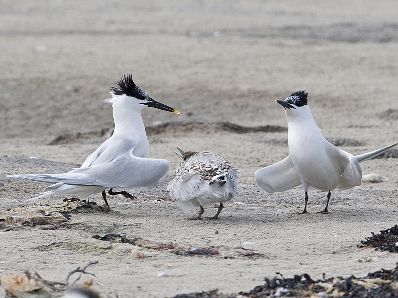Sterna sandvicensis Grote Stern Sandwich Tern